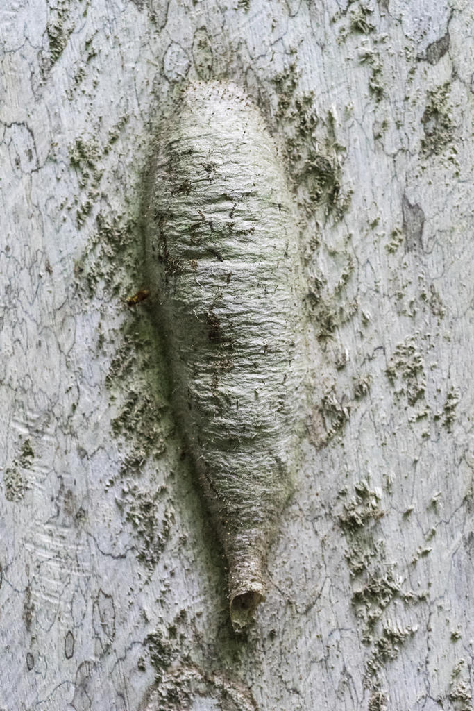 Nectarinella championi