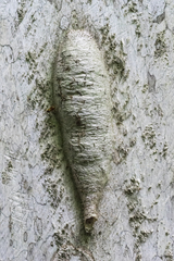 Nectarinella championi