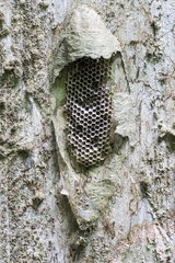 Nectarinella championi