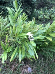Hedychium coronarium