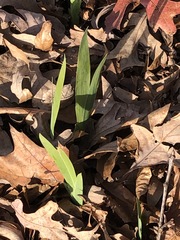 Iris domestica