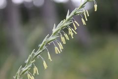 Thinopyrum intermedium intermedium