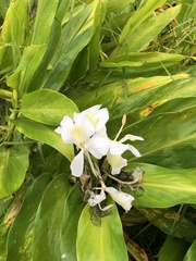 Hedychium coronarium