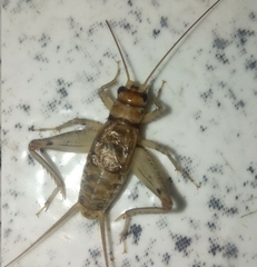 Gryllodes sigillatus