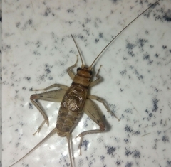 Gryllodes sigillatus