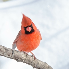 Cardinalis cardinalis