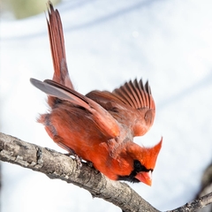 Cardinalis cardinalis