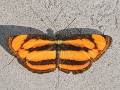 Pantoporia paraka