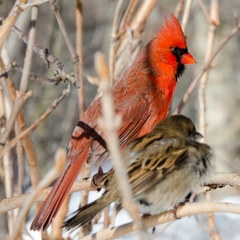Cardinalis cardinalis