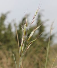 Helictotrichon desertorum