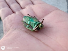 Chrysina sallaei