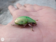 Chrysina sallaei