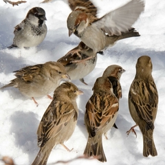 Passer domesticus
