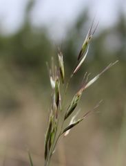 Helictotrichon desertorum