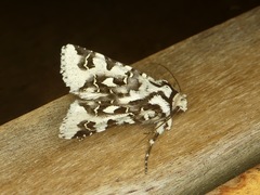 Hadena albifluviata