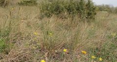 Helictotrichon desertorum