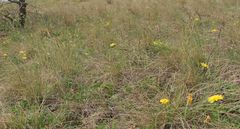 Helictotrichon desertorum