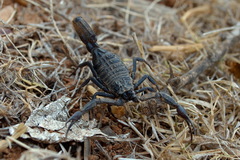 Hottentotta gentili