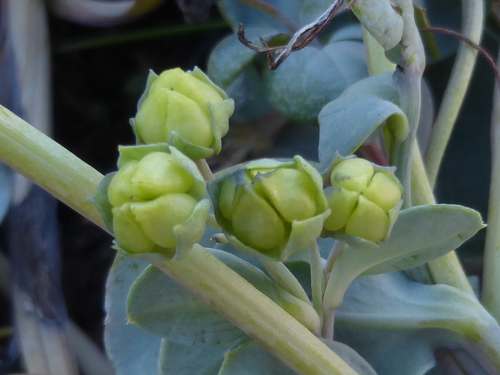 Oysterplant