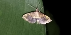 Choristostigma leucosalis
