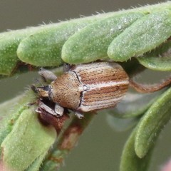 Sibinia suturalis