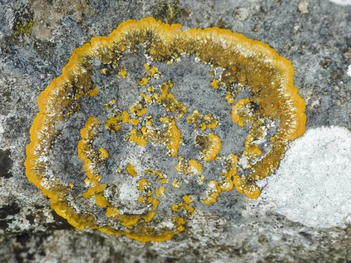 Variospora aurantia
