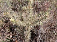 Cylindropuntia davisii