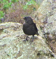 Turdus merula cabrerae