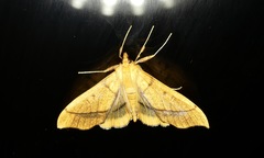 Anarmodia