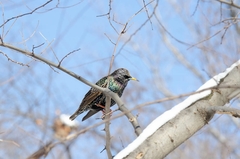 Sturnus vulgaris