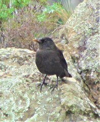 Turdus merula cabrerae