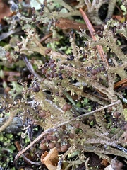 Cladonia phyllophora