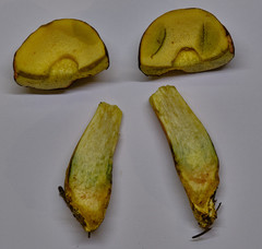 Butyriboletus appendiculatus
