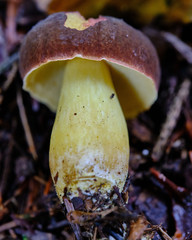 Butyriboletus appendiculatus