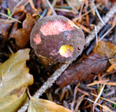Butyriboletus appendiculatus