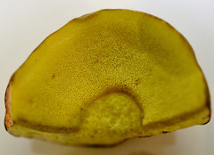 Butyriboletus appendiculatus