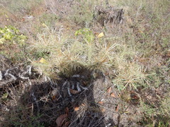 Cylindropuntia davisii