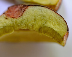 Butyriboletus appendiculatus