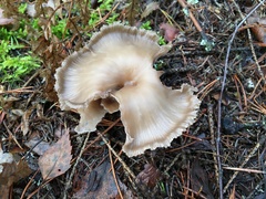 Clitocybe vibecina