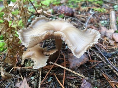 Clitocybe vibecina