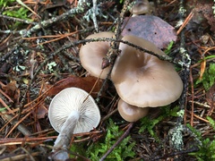 Clitocybe vibecina