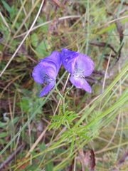 Aconitum macrorhynchum