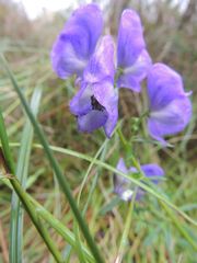 Aconitum macrorhynchum