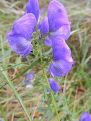 Aconitum macrorhynchum