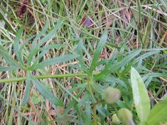 Aconitum macrorhynchum