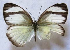 Itaballia demophile centralis