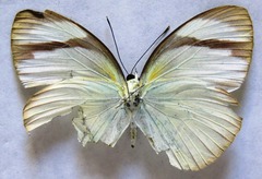 Itaballia demophile centralis