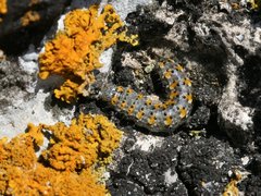 Bryophila raptricula