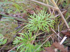 Aconitum macrorhynchum