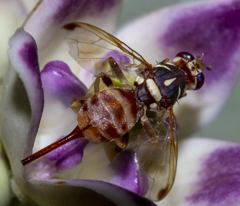 Bactrocera